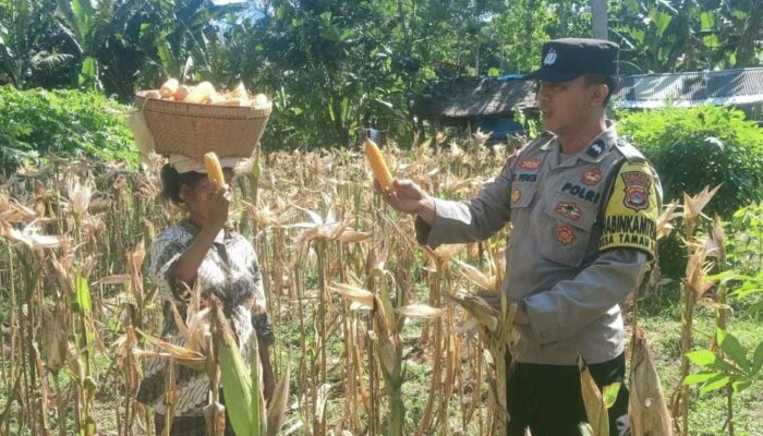 Bhabinkamtibmas di Sekotong Dukung Panen Jagung Warga Dusun Gelumpang