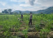 Sinergi Polisi dan Petani Dorong Ketahanan Pangan di Jembatan Kembar Timur