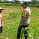 Polres Lombok Barat Dorong Ketahanan Pangan Desa Jembatan Gantung