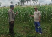 Bhabinkamtibmas Banyumulek Dampingi Petani Jagung Hadapi Panen di Kediri, Lombok Barat
