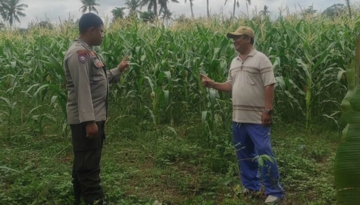 Bhabinkamtibmas Banyumulek Dampingi Petani Jagung Hadapi Panen di Kediri, Lombok Barat