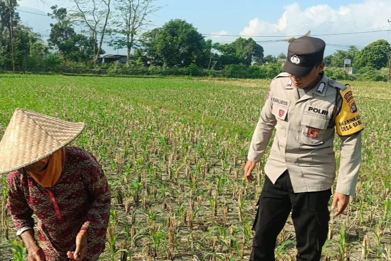 Polsek Gerung Perkuat Ketahanan Pangan Lewat Pendampingan Petani di Babussalam