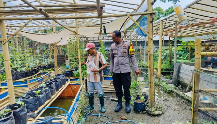 Bhabinkamtibmas Desa Bajur Dorong Ketahanan Pangan Lewat Pemanfaatan Pekarangan