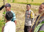 Bhabinkamtibmas Desa Rumak Dorong Warga Manfaatkan Pekarangan untuk Ketahanan Pangan