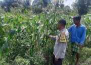 Bhabinkamtibmas Kediri Dukung Ketahanan Pangan Lewat Pendataan Petani Jagung