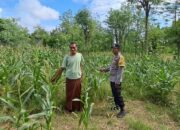 Pemanfaatan Lahan Kosong untuk Ketahanan Pangan di Dusun Pewaringan, Sekotong