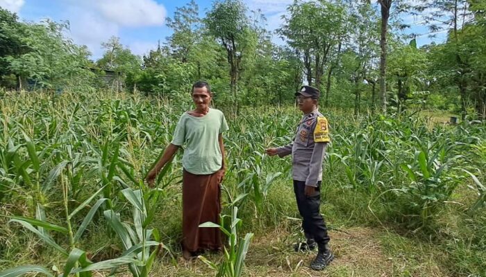 Pemanfaatan Lahan Kosong untuk Ketahanan Pangan di Dusun Pewaringan, Sekotong