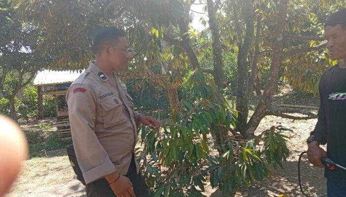 Gotong Royong Warga Dusun Begende Dukung Ketahanan Pangan Nasional