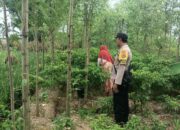 Panen Cabai di Desa Ombe Baru: Polri Dukung Swasembada Pangan Nasional