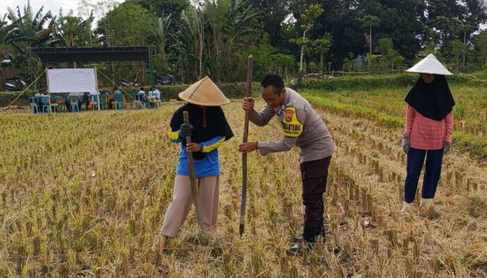 Polsek Kuripan Dukung Petani Jagung Kuripan Utara Tingkatkan Ketahanan Pangan