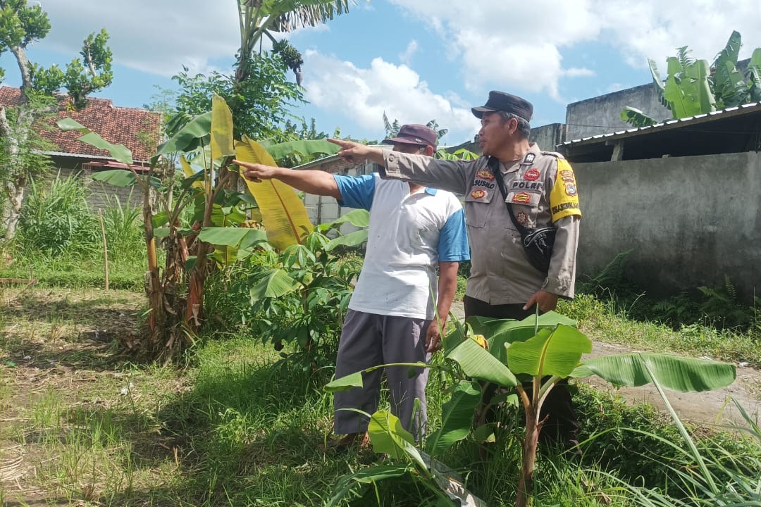 Ketahanan Pangan Dimulai dari Pekarangan, Inisiatif Bhabinkamtibmas di Dusun Dawung