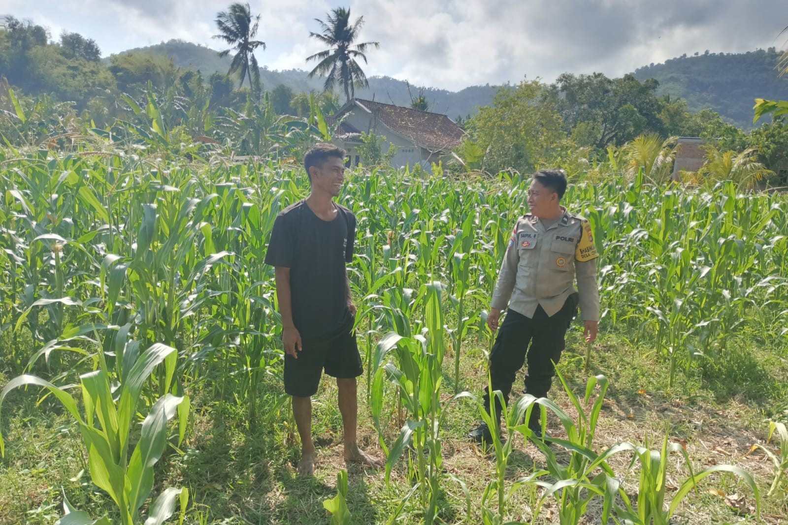 Polisi Desa Cendi Manik Dorong Ketahanan Pangan Lewat Pendampingan Petani Sekotong
