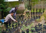 Polres Lobar Intensifkan Patroli Blue Light di Bypass BIL II