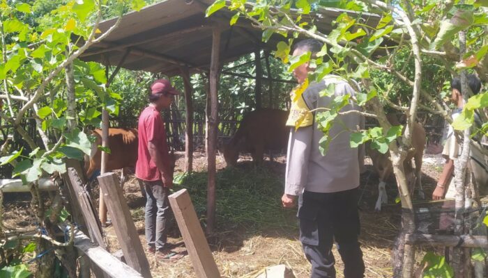 Bhabinkamtibmas Dukung Peternakan Sapi Warga di Batu Putih