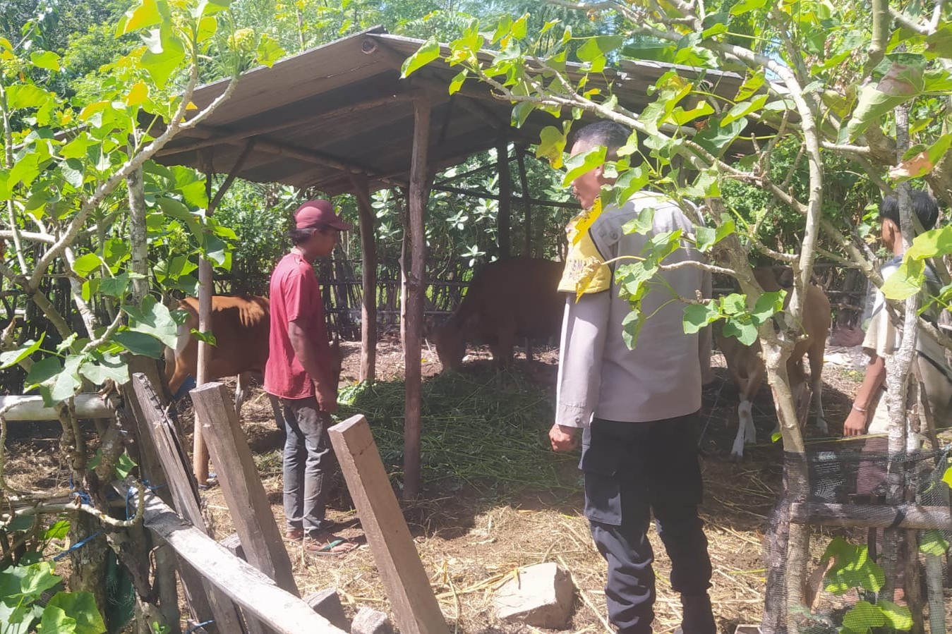 Bhabinkamtibmas Batu Putih Bina Warga Kembangkan Sapi Ternak