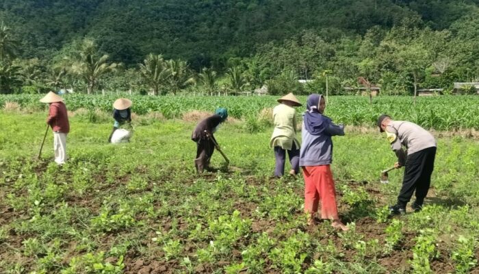 Pemanfaatan Pekarangan Dorong Ketahanan Pangan di Desa Kuripan