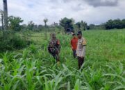 Polres Lobar Intensifkan Patroli Blue Light di Bypass BIL II