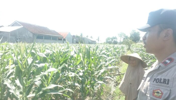 Bhabinkamtibmas Labuapi Dukung Petani Optimalkan Lahan Kosong untuk Tanam Jagung