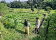 Bhabinkamtibmas Dorong Ketahanan Pangan di Dusun Nyiur Gasing, Lombok Barat