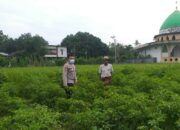 Polsek Kuripan Dorong Ketahanan Pangan dari Pekarangan Warga Jagaraga