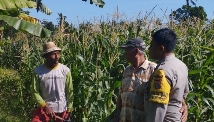 Bhabinkamtibmas Banyumulek Kawal Ketahanan Pangan Lewat Budidaya Jagung