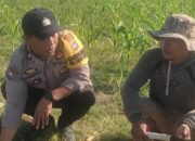 Bhabinkamtibmas Karang Bongkot Dukung Petani Jagung Manis Eksotik Lombok Barat