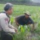 Dorong Ketahanan Pangan, Bhabinkamtibmas Desa Sandik Ajak Warga Manfaatkan Pekarangan