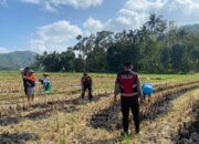 Sat Samapta Polres Lombok Barat Dukung Petani Jagung Desa Kebon Ayu
