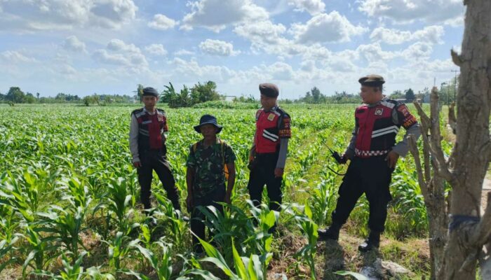 Polres Lombok Barat Dukung Petani Jagung Desa Dasan Geres Jaga Ketahanan Pangan