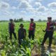 Polres Lombok Barat Dukung Petani Jagung di Desa Dasan Geres