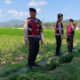 Polres Lombok Barat Pantau Lahan Jagung di Desa Tempos untuk Dukung Swasembada Pangan