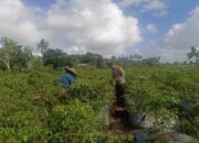 Bhabinkamtibmas Dampingi Panen Cabai di Kuripan Utara, Dukung Ketahanan Pangan Nasional