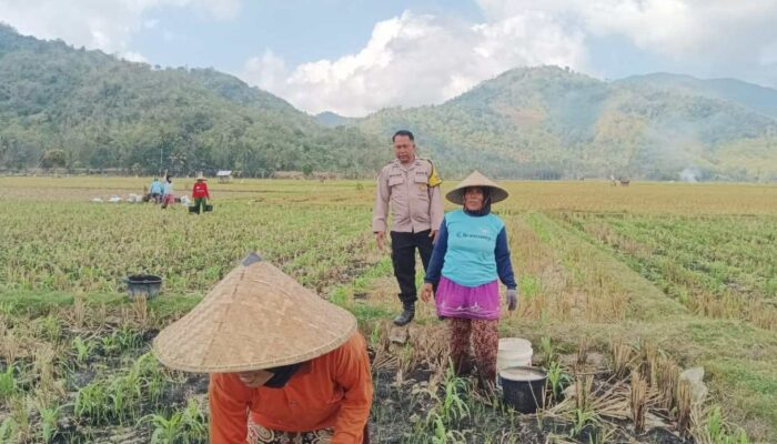 Bhabinkamtibmas Banyu Urip Dampingi Petani Jagung di Dusun Rincung