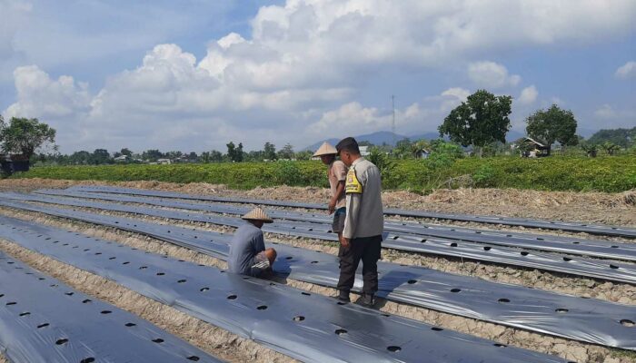 Polsek Kediri Dorong Warga Montong Are Tanam Cabai untuk Ketahanan Pangan