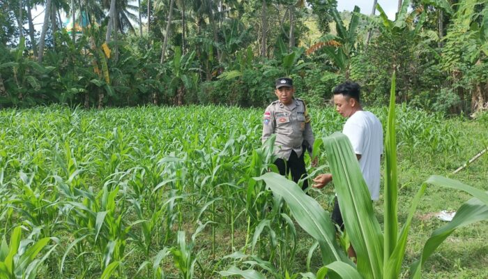 Bhabinkamtibmas Desa Cendi Manik Dampingi Petani Jagung Dukung Ketahanan Pangan Sekotong