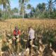 Panen Jagung di Dusun Lilin, Polsek Gerung Perkuat Sinergi dengan Petani