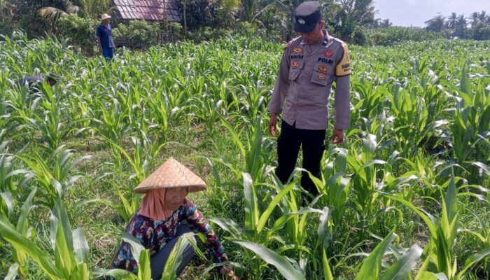 Kolaborasi Polisi dan Petani di Dusun Due Pelet, Wujudkan Kemandirian Pangan Lokal