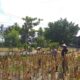 Sinergi Polisi dan Petani pada Panen Jagung Hibrida di Dusun Berambang, Lombok Barat