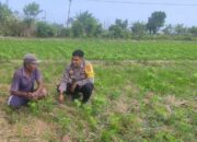 Bhabinkamtibmas Desa Kuranji Ajak Warga Manfaatkan Lahan Kosong untuk Ketahanan Pangan