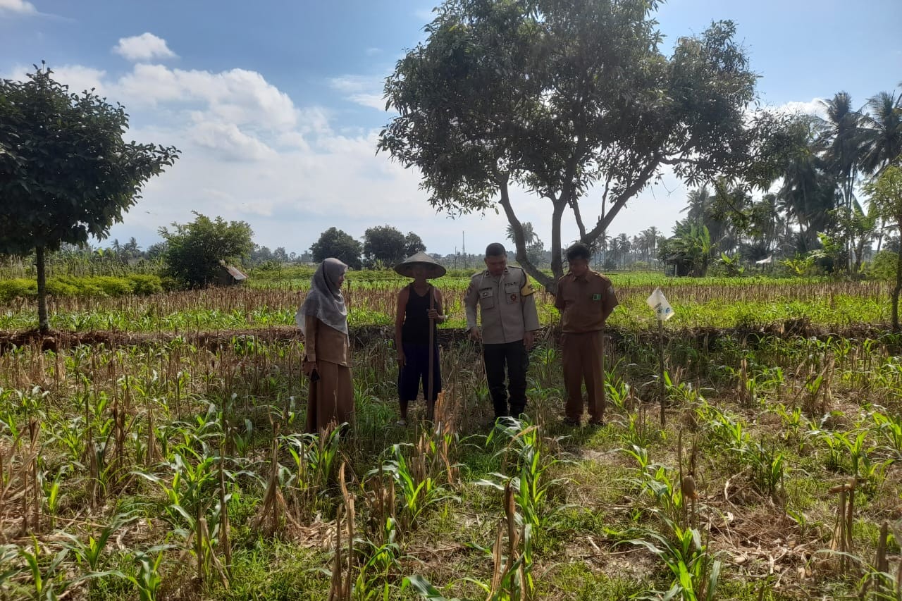 Bhabinkamtibmas, PPL, Desa Gelogor, Kediri Lombok Barat, ketahanan pangan