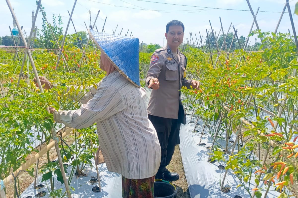 Dari Pekarangan Jadi Pangan: Inisiatif Bhabinkamtibmas Perampuan di Karang Bayan