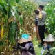 Bhabinkamtibmas Kawal Panen Jagung, Petani Babussalam Tersenyum Lega