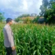 Kehadiran Polisi di Ladang Jagung, Bukti Sinergi Polri dan Petani di Lombok Barat