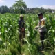Polsek Kuripan Turun ke Sawah, Dukung Petani Tingkatkan Produksi Jagung