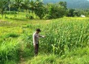 Dukungan Bhabinkamtibmas: Kunci Ketahanan Pangan Lokal