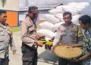 Jagung Petani Lombok Barat Diserap Bulog, Harga Stabil Sesuai HPP