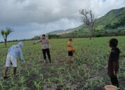 BHABINKAMTIBMAS HU’U DAMPINGI PETANI JAGUNG, DUKUNG PROGRAM KETAHANAN PANGAN MENUJU INDONESIA EMAS 2045
