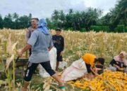 Dukung Ketahanan Pangan Nasional, Bhabinkamtibmas Lembar Imbau Petani Jual Jagung ke Bulog