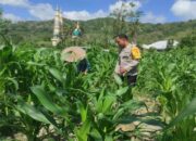 Polsek Gerung Kawal Ketahanan Pangan di Suka Makmur