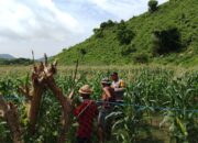 Bhabinkamtibmas Desa Tumpak Polsek Kawasan Mandalika Tinjau Jagung Masyarakat Dukung Ketahanan Pangan